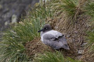 Elsehul, South Georgia Island 212.jpg